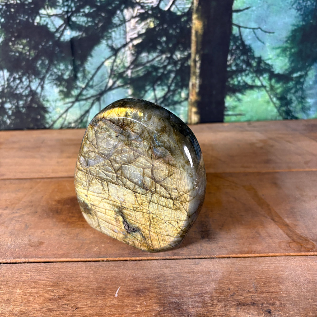 Golden Flash Labradorite Freeform – 2 lb 3.5 oz