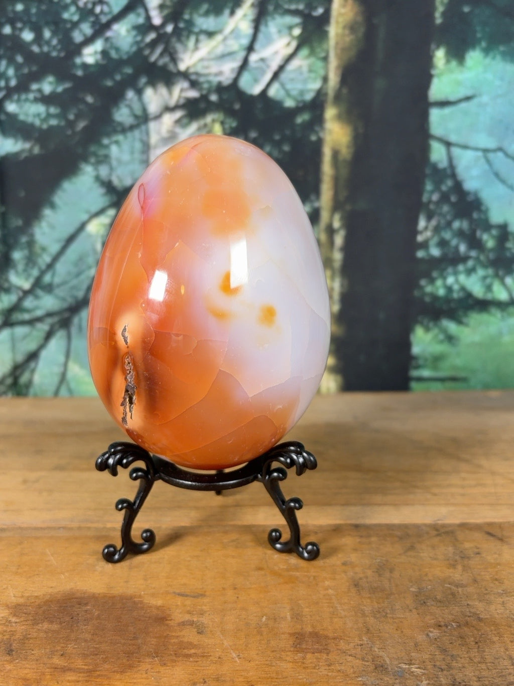 Large Carnelian Agate egg with creamy white and orange color zoning