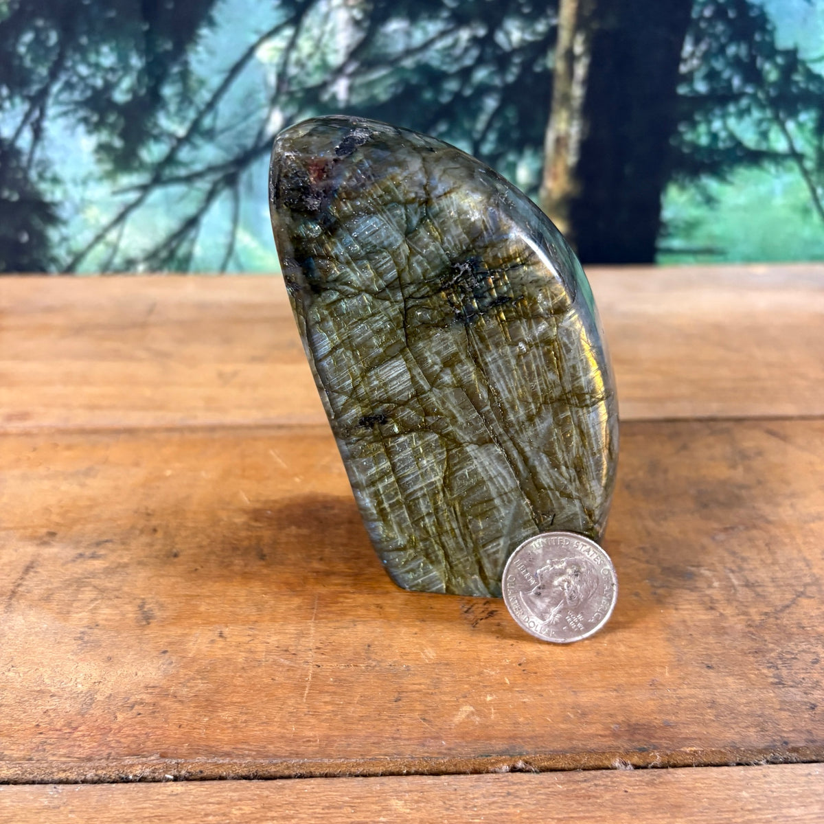 Labradorite freeform shown with quarter for scale