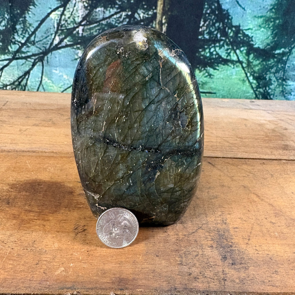 Large labradorite freeform with quarter for scale