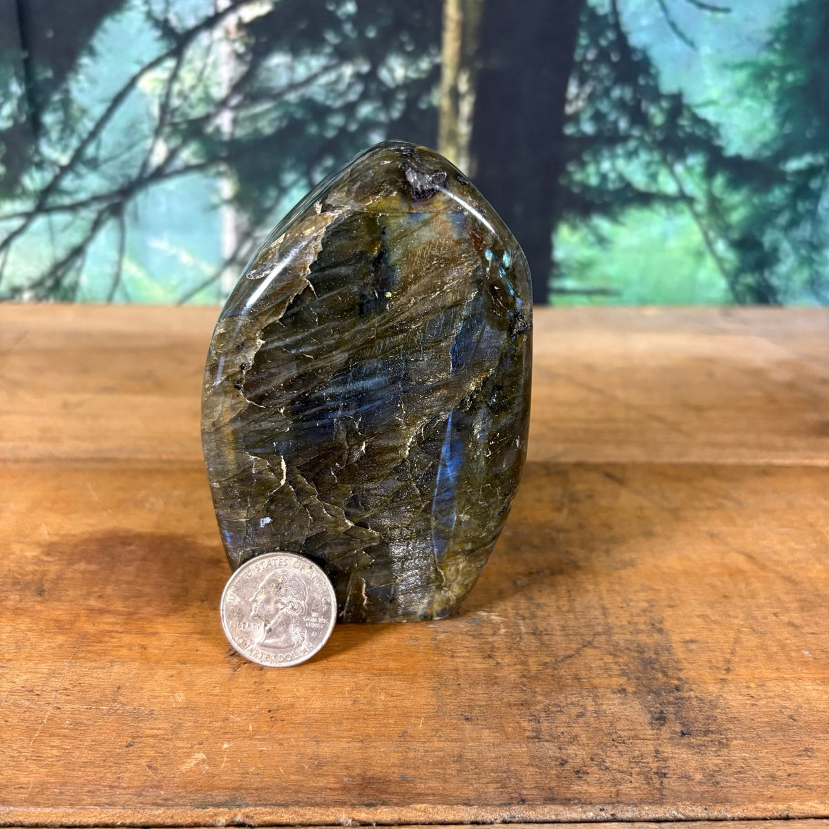 Labradorite freeform with quarter for scale