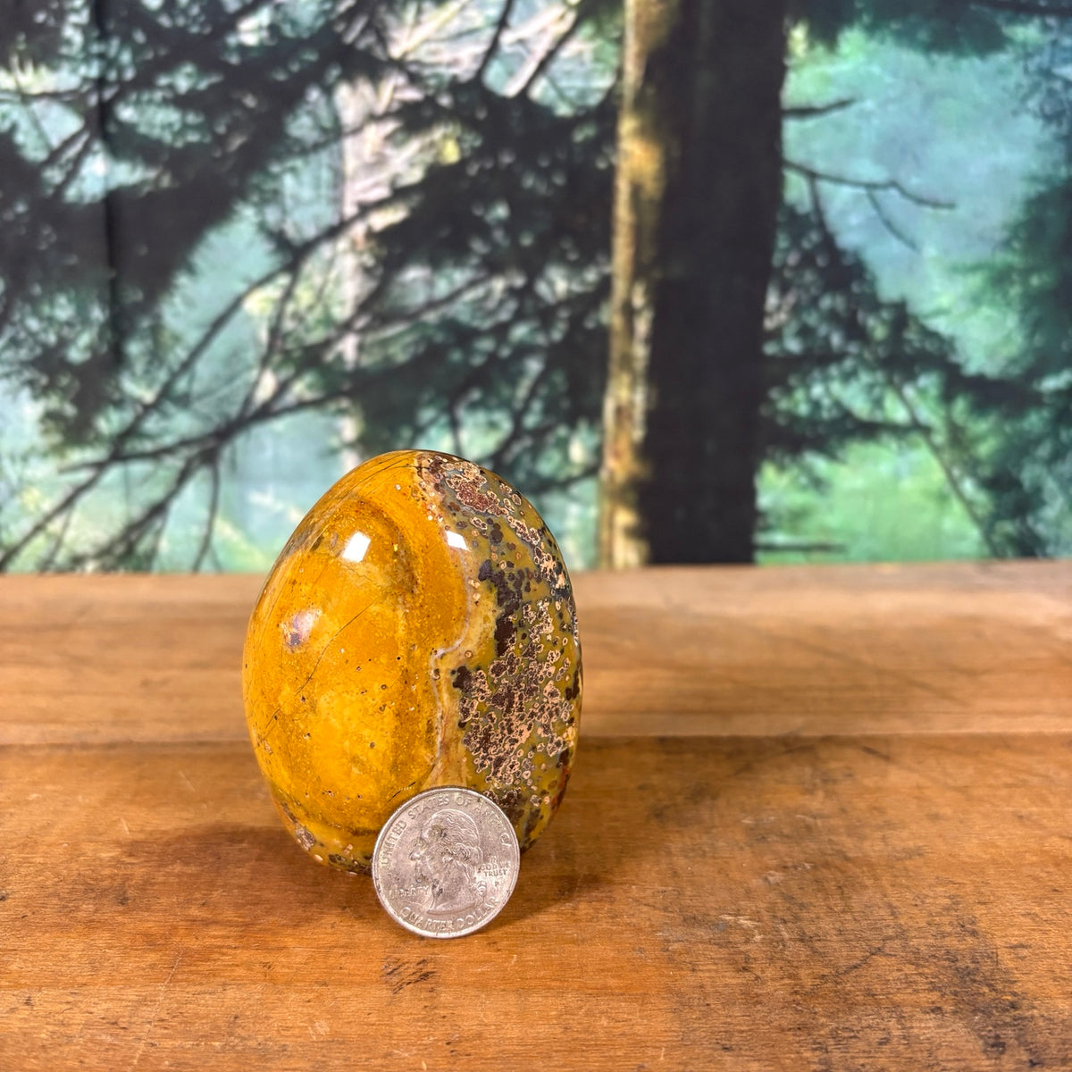 Orbicular mookaite jasper with quarter for scale