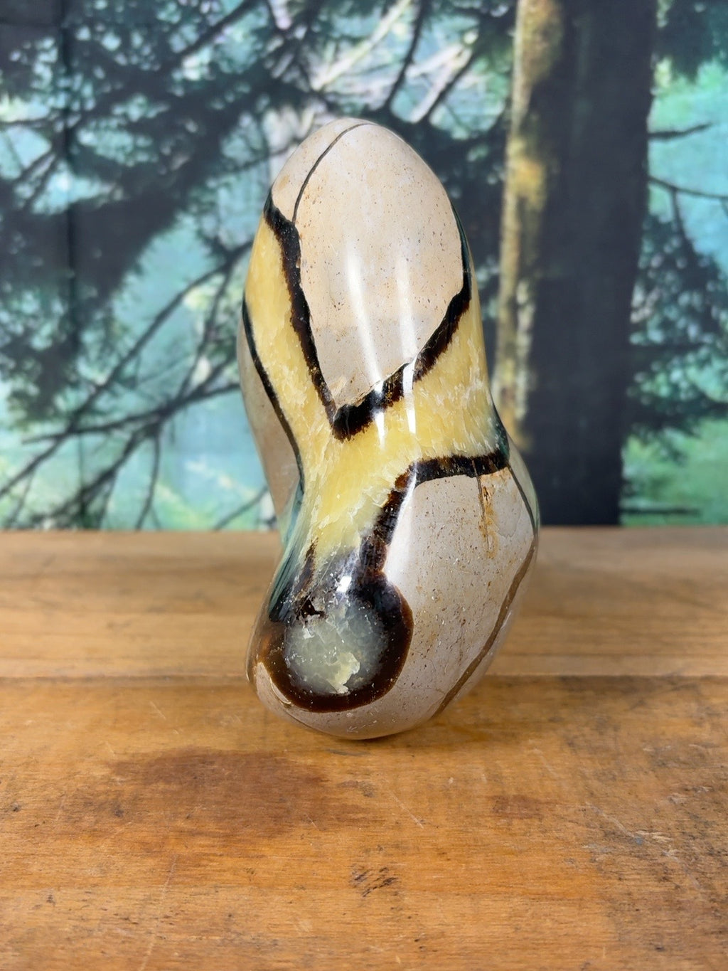 Polished Septarian showing yellow calcite and brown aragonite – side view