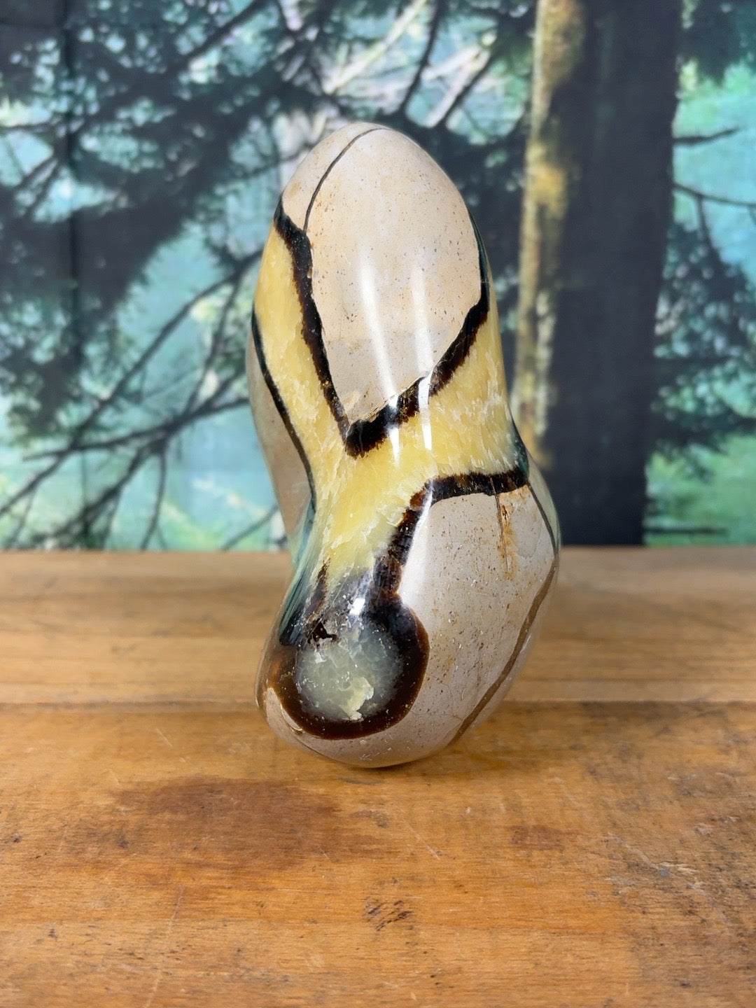 Polished Septarian showing yellow calcite and brown aragonite – side view