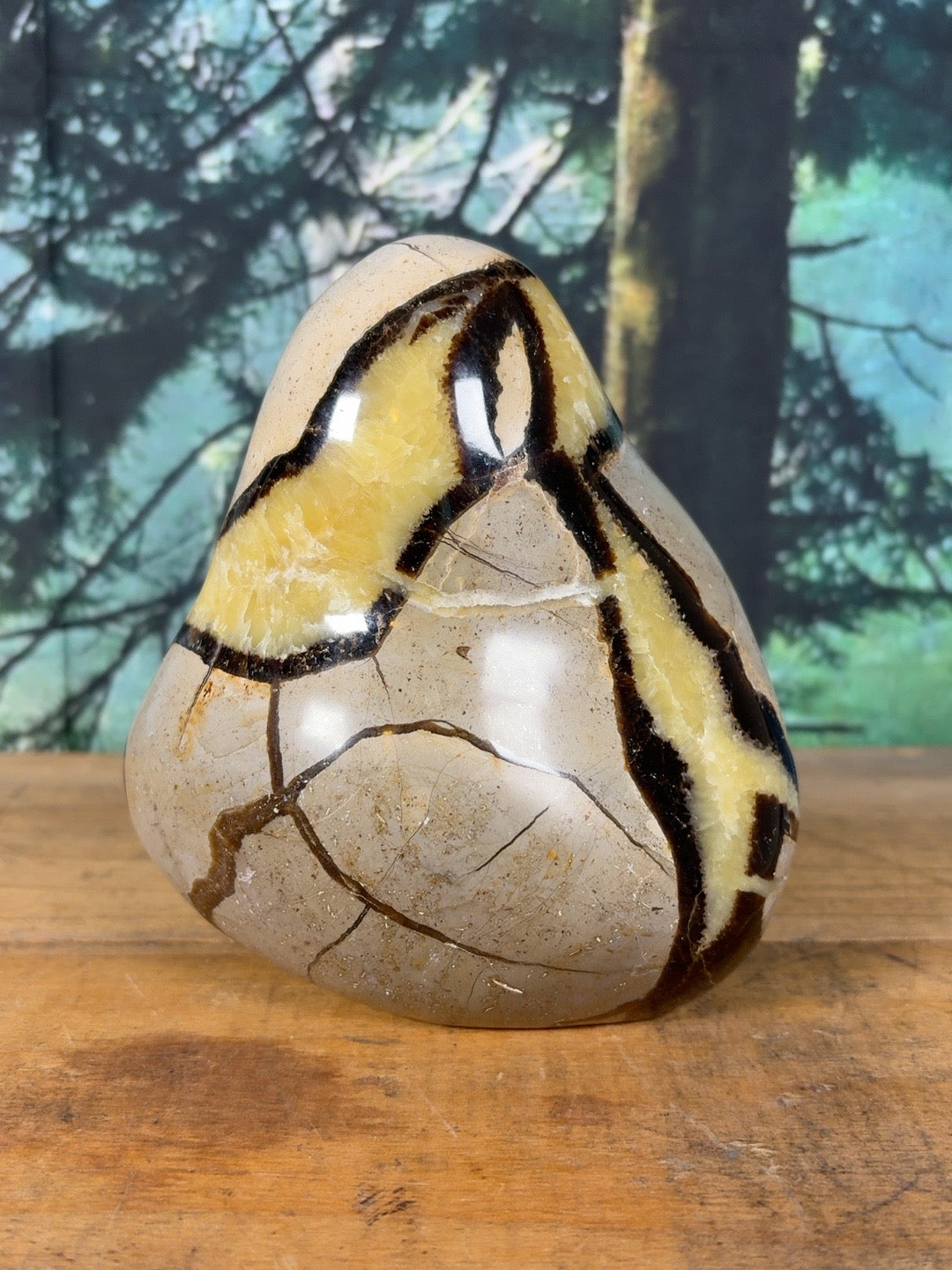 Large Septarian freeform with branching brown seams – back view
