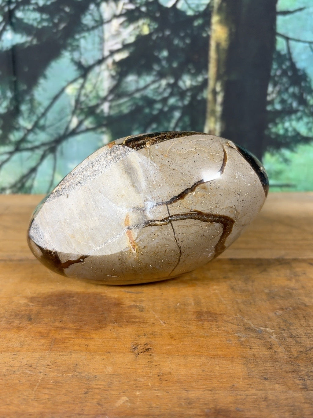 Polished base of natural Septarian freeform
