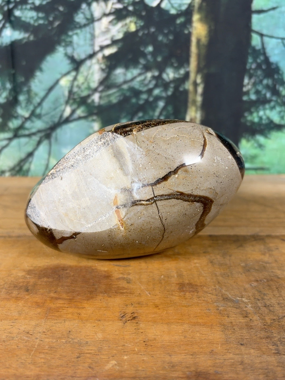 Polished base of natural Septarian freeform