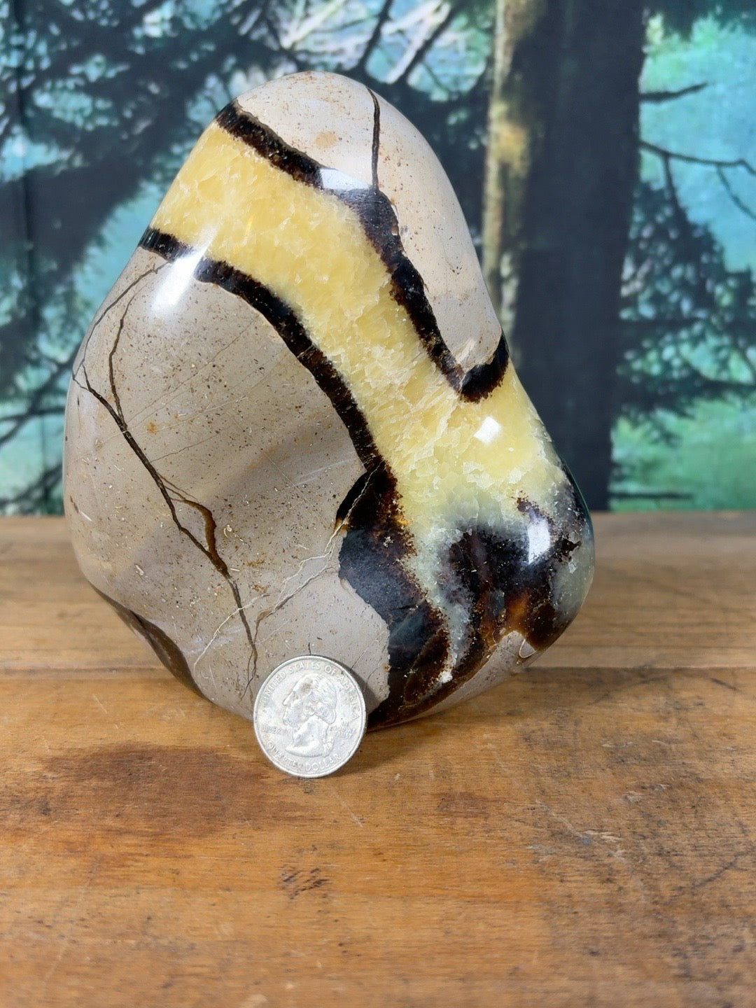 Large Septarian freeform shown with quarter for scale