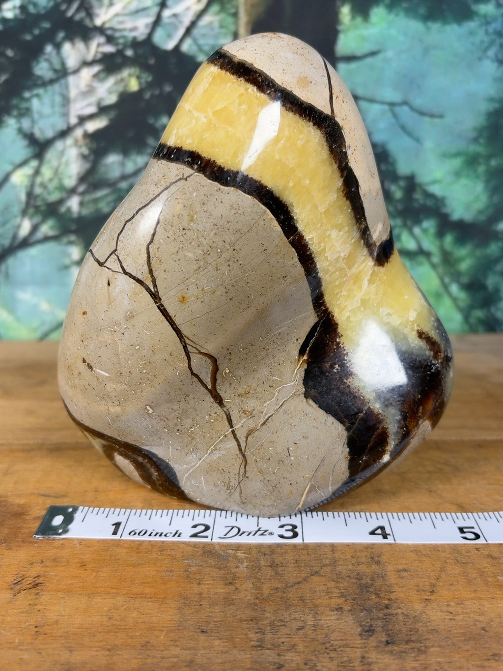 Septarian freeform measuring approximately 4 inches wide