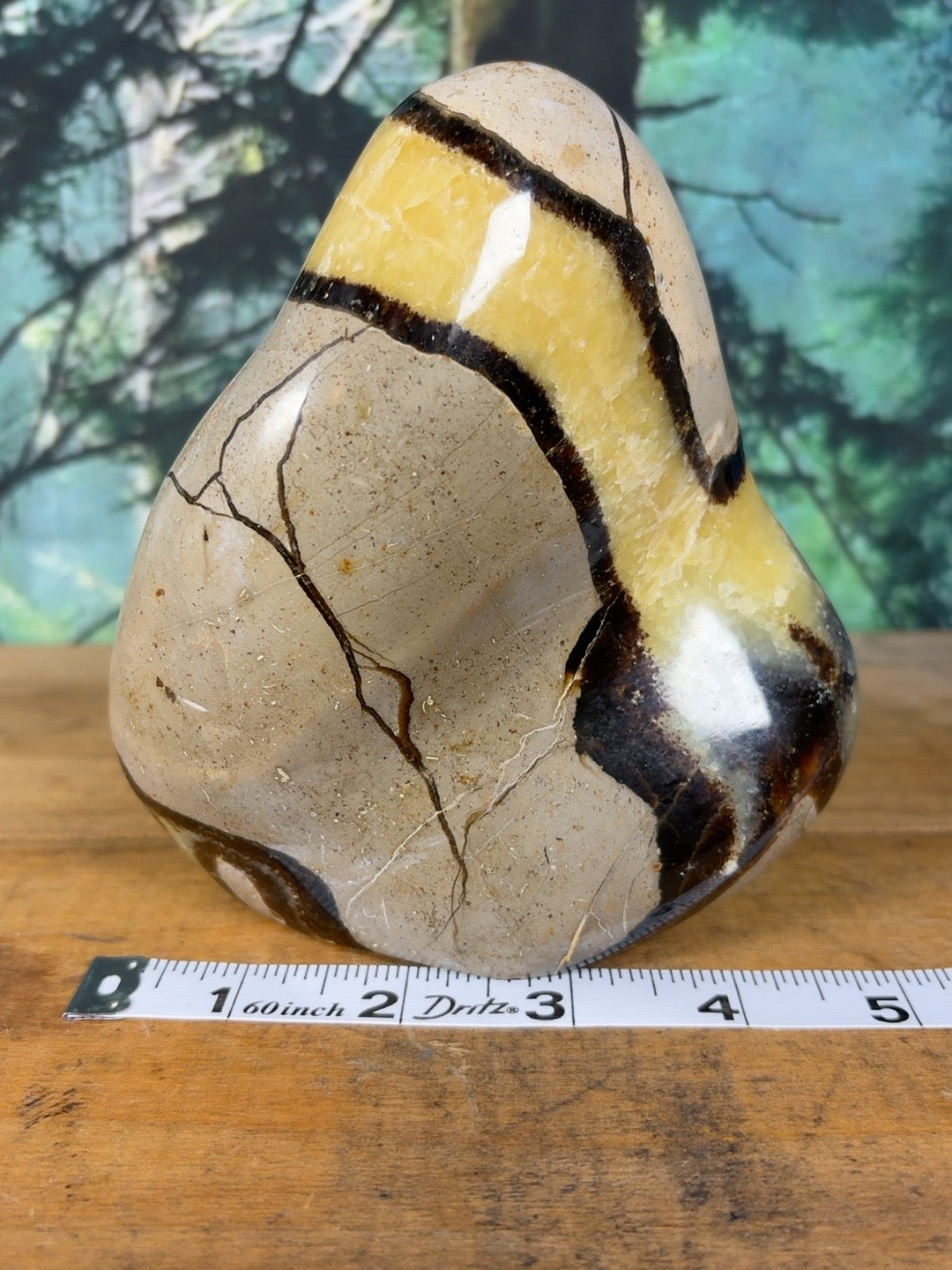 Septarian freeform measuring approximately 4 inches wide